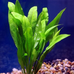 May include: A close-up of a green aquatic plant with long, narrow leaves growing in a tank with small, colorful pebbles.