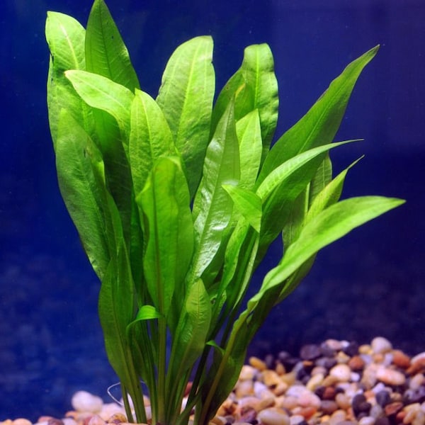5 Amazon Sword Echinodorus Bleheri Live Aquarium Plants
