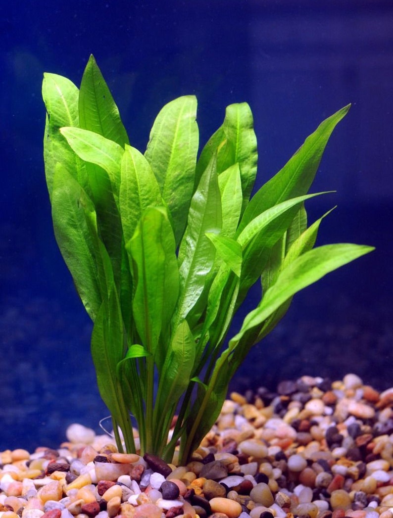5 Amazon Sword Echinodorus Bleheri Live Aquarium Plants image 1