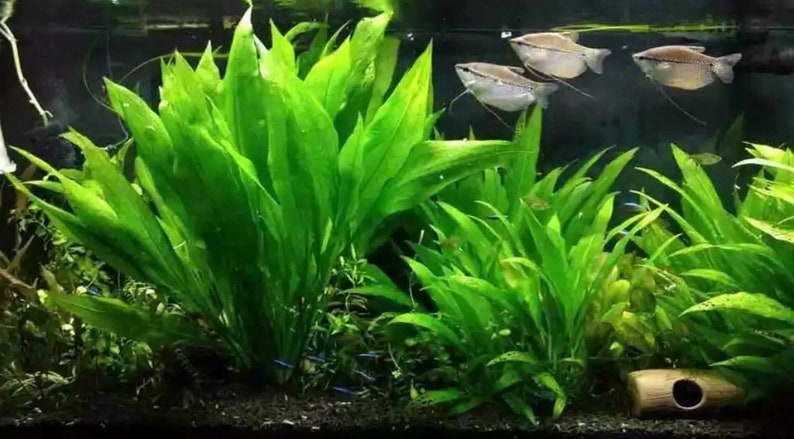 3x Amazon Sword Echinodorus Bleheri Live Aquarium Plants Aquatic Plants image 4