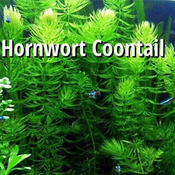 BUY 2 GET 1 FREE Hornwort Coontail Ceratophyllum Demersum Live Fish Tank Plants Live Aquarium Plants
