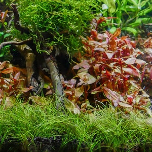 3x Dwarf Hair Grass Eleocharis Acicularis Live Aquarium Plants image 5