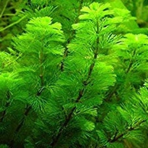 Cabomba Caroliniana Easy Live Aquarium Plants Aquatic Plants BUY 2 GET 1 FREE