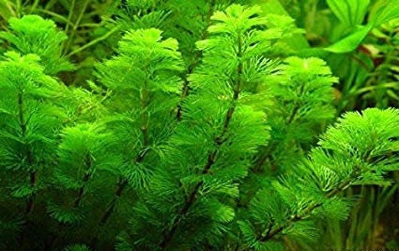 Cabomba Caroliniana Easy Live Aquarium Plants Aquatic Plants BUY 2 GET 1 FREE image 1