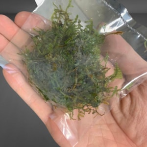 Christmas Moss Vesicularia Montagnei Live Aquarium Plants BUY 2 GET 1 FREE