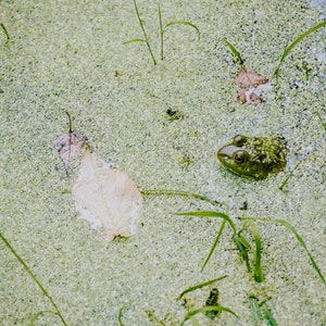 May include: A green frog with brown spots is partially submerged in a pond covered in green algae.  There are several brown leaves scattered throughout the pond.