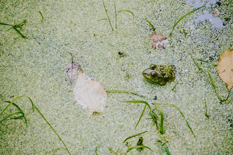May include: A green frog with brown spots is partially submerged in a pond covered in green algae.  There are several brown leaves scattered throughout the pond.
