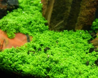 Dwarf Baby Tears Hemianthus Callitrichoides Hc Cuba Carpeting Plant Live Aquarium Plants BUY 2 GET 1 FREE