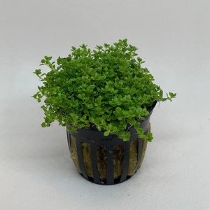 Dwarf baby tears live aquarium plant