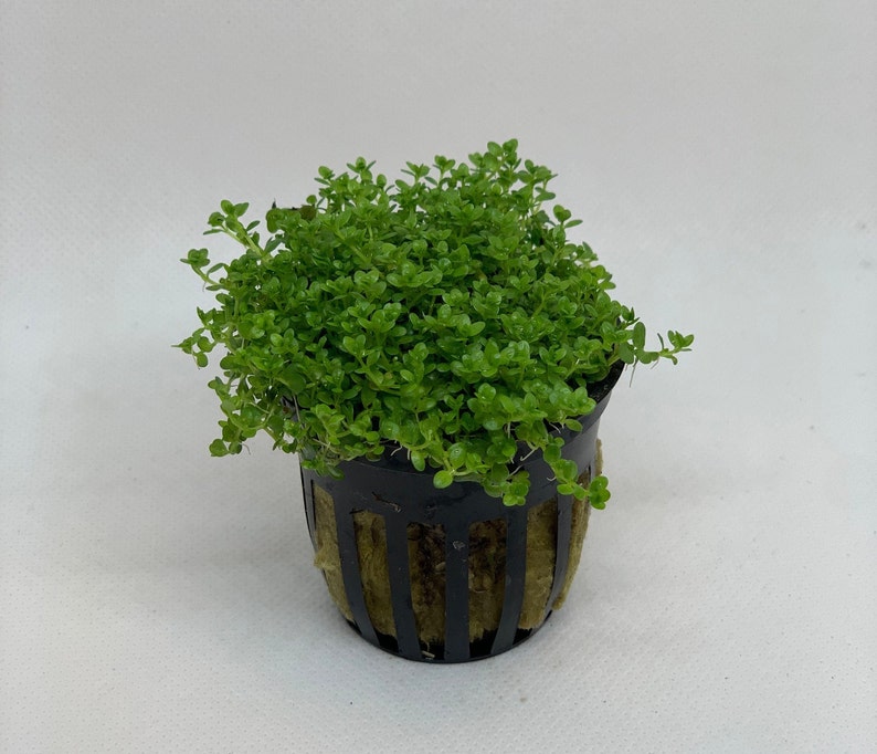 Dwarf baby tears live aquarium plant