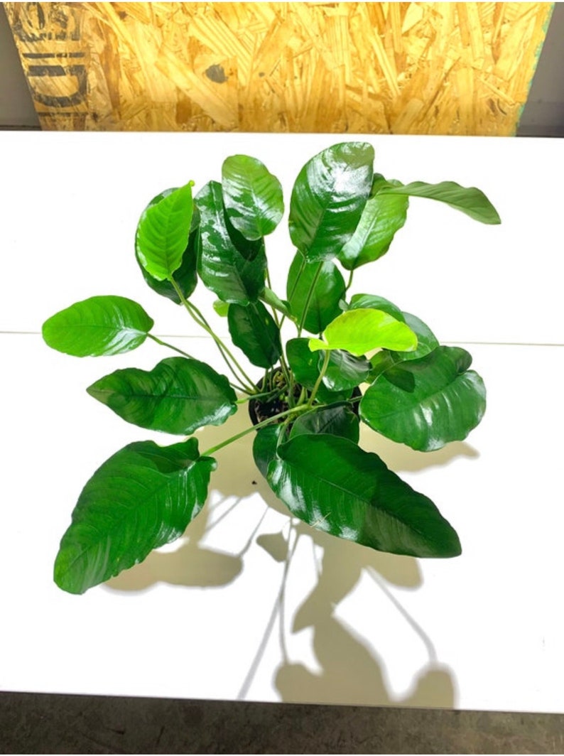 Anubias Barteri MOTHER Pot XXL Large Freshwater Aquatic Live Aquarium Plants image 2