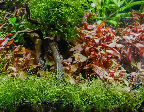 3x Dwarf Hair Grass Eleocharis Acicularis Live Aquarium Plants - Etsy