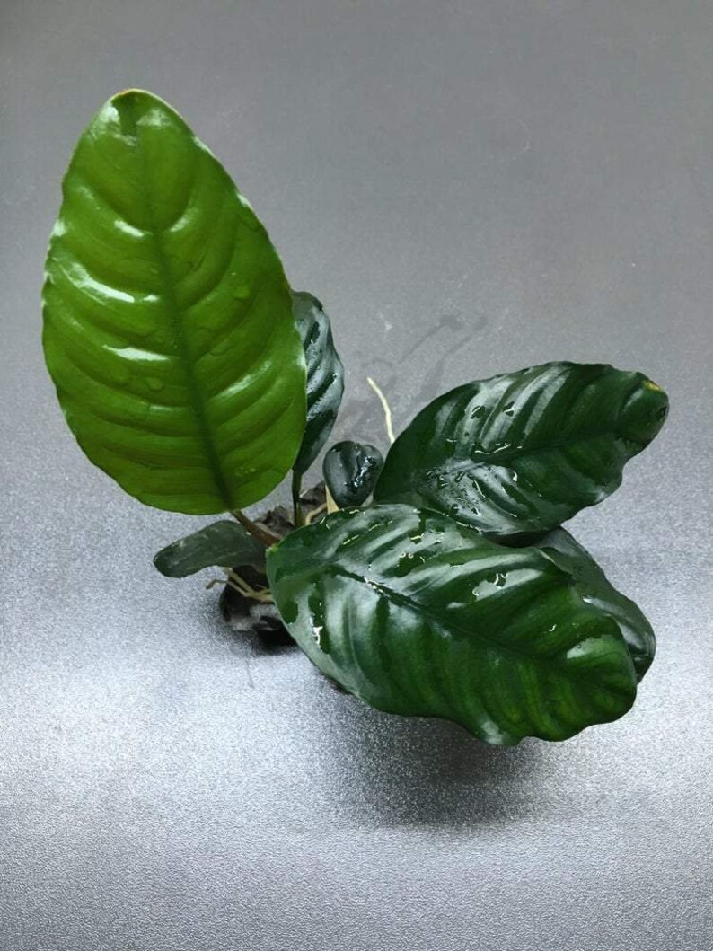 BUY 2 GET 1 FREE Anubias Coffeefolia Anubias Live Aquarium | Etsy