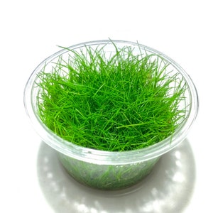 May include: A small clear plastic container filled with a bright green clump of grass.