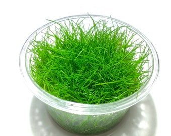 BUY 2 GET 1 FREE Dwarf Hair Grass Tissue Culture Cup Eleocharis Parvula Live Aquarium Plants