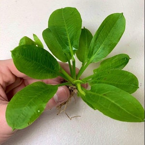 BUY 2 GET 1 FREE Echinodorus Parviflorus Rosette Sword Amazon Sword Plant Live Aquarium Plants image 4