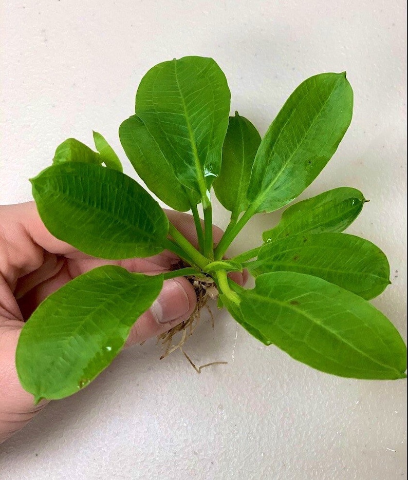 BUY 2 GET 1 FREE Echinodorus Parviflorus Rosette Sword Amazon Sword Plant Live Aquarium Plants image 4