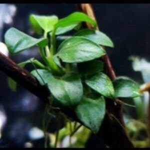 Peut inclure: Gros plan sur une plante aquatique verte aux petites feuilles arrondies poussant sur un morceau de bois flott&eacute;. La plante est couramment utilis&eacute;e dans les aquariums.