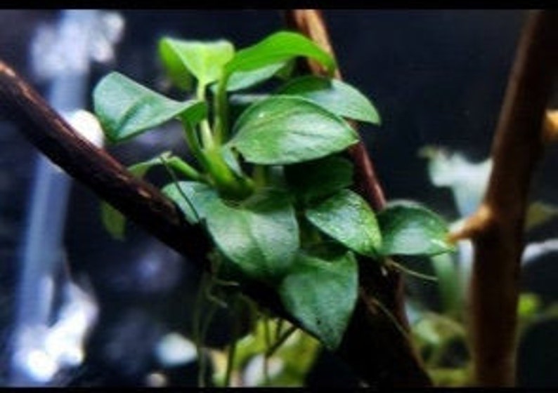 Peut inclure: Gros plan sur une plante aquatique verte aux petites feuilles arrondies poussant sur un morceau de bois flott&eacute;. La plante est couramment utilis&eacute;e dans les aquariums.