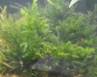 BUY 2 GET 1 FREE Hornwort Coontail Live Aquarium Plants