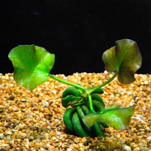 BUY 2 GET 1 FREE Banana Plant Nymphoides Aquatica Live Aquarium Plants