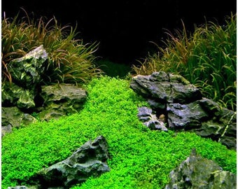 Micranthemum Monte Carlo Live Aquarium Plants BUY 2 GET 1 FREE