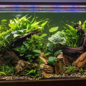 5 Java Fern Microsorum pteropus Easy Live Aquarium Plants Aquatic Plants image 6