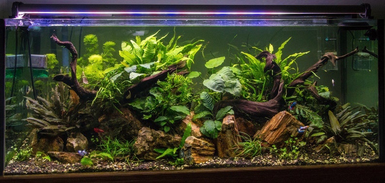 java fern live aquarium plant for fish tanks