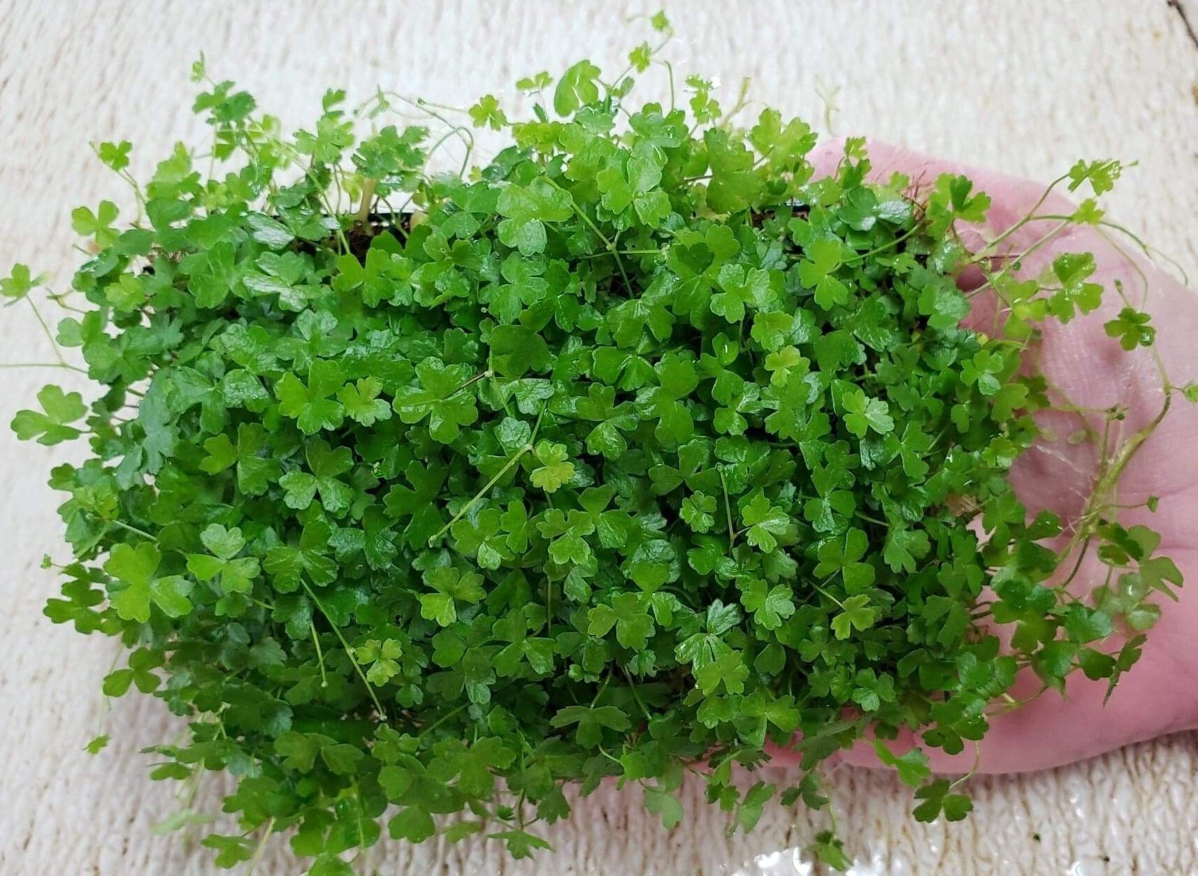 Hydrocotyle Tripartita Japan Clover Mat 5x3 Inch Easy Live Etsy France