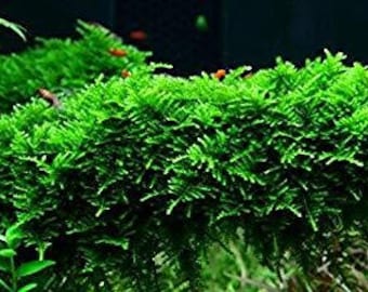 5 Christmas Moss Portions Easy Live Aquarium Plants Willow Moss