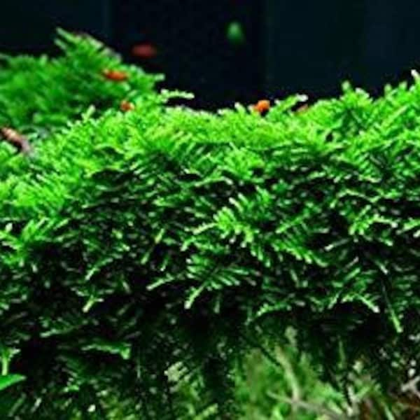 5 Christmas Moss Portions Easy Live Aquarium Plants Willow Moss