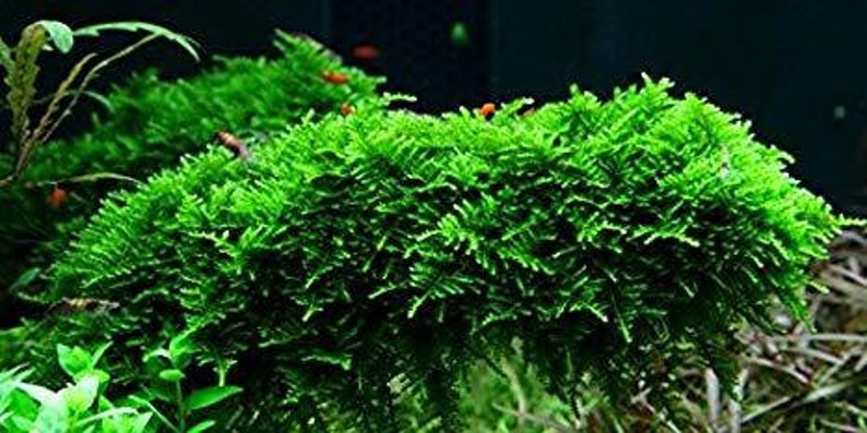 BUY 2 GET 1 FREE Christmas Moss Xmas Moss Vesicularia Montagnei Easy Live Aquarium Plants Willow Moss image 1