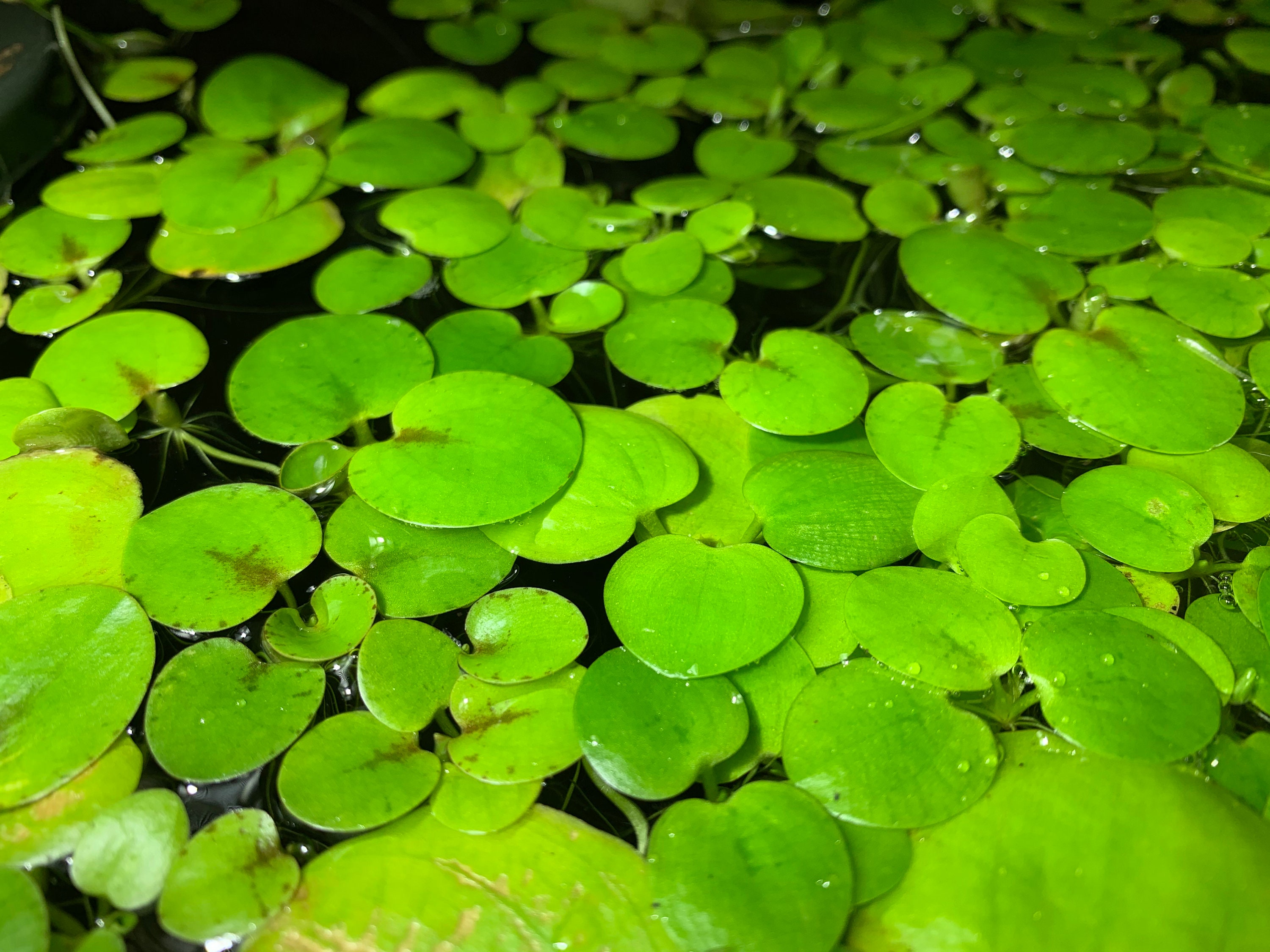 5 Floating Aquarium Plant Variety Pack Live Floating Plants Etsy