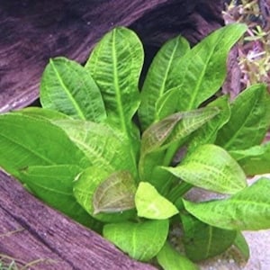 May include: A close-up of a cluster of green aquatic plants with long, pointed leaves. The plants are growing in a shallow water tank, with a piece of driftwood in the background.
