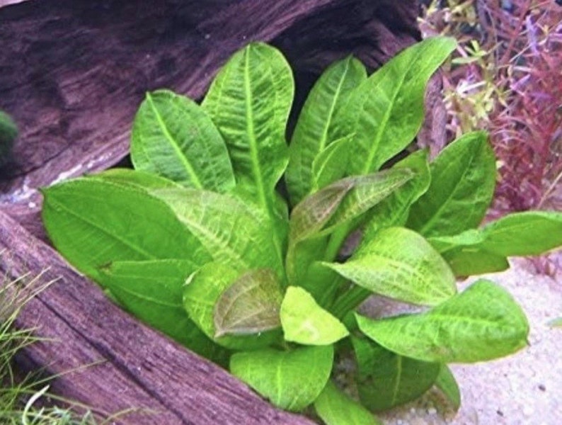 BUY 2 GET 1 FREE Echinodorus Parviflorus Rosette Sword Amazon Sword Plant Live Aquarium Plants image 3