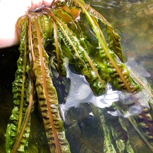 BUY 2 GET 1 FREE Crypt Balansae Cryptocoryne Balansae Live Aquarium Plants Aquatic Plants