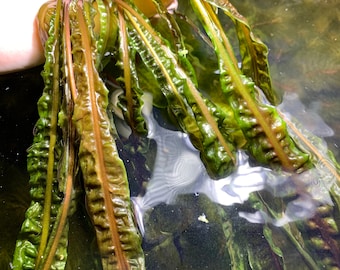 BUY 2 GET 1 FREE Crypt Balansae Cryptocoryne Balansae Live Aquarium Plants Aquatic Plants