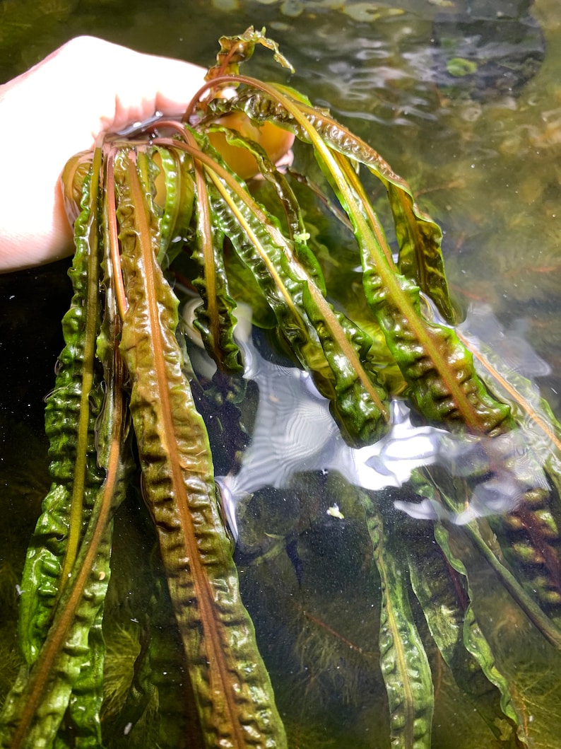 May include: A bunch of green and brown aquatic plants with long, thin leaves submerged in water.
