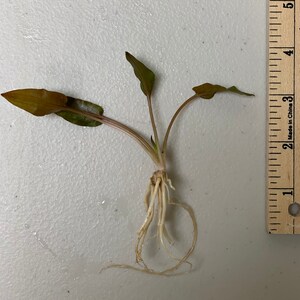 BUY 2 GET 1 FREE Cryptocoryne Wendtii Crypt Wendtii Red Live Aquarium Plants bild 4
