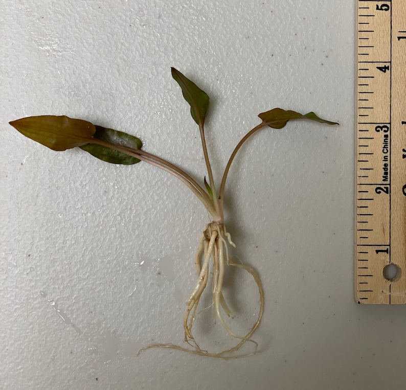 BUY 2 GET 1 FREE Cryptocoryne Wendtii Crypt Wendtii Red Live Aquarium Plants bild 4