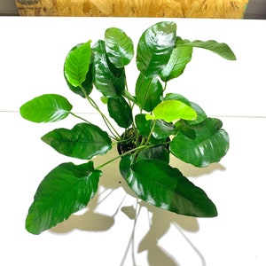 May include: A green potted plant with large, pointed leaves. The plant is in a small pot and is sitting on a white surface.