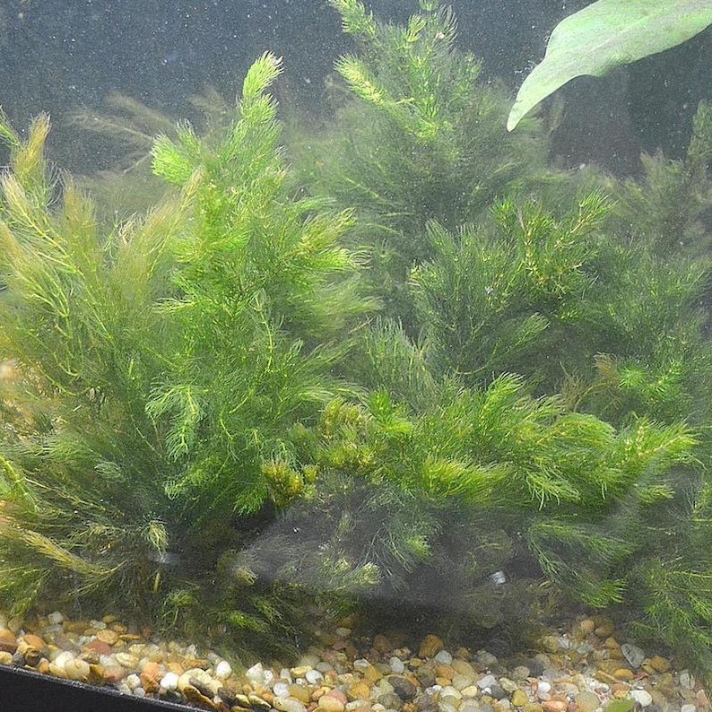 BUY 2 GET 1 FREE Hornwort Coontail Live Aquarium Plants image 2