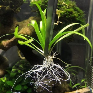 15x Dwarf Sagittaria Subulata Dwarf Sag Live Aquarium Plants Aquatic Carpet Plant image 4