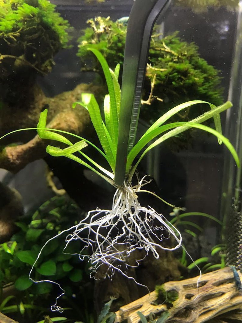 BUY 2 GET 1 FREE Dwarf Sagittaria Subulata Dwarf Sag Live Aquarium Plants image 2