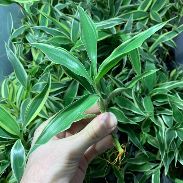 BUY 2 GET 1 FREE Sanderiana Variegated Dracaena Sanderiana Easy Terrarium Plant Live House Plant Tropical House Plant