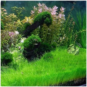 3x Dwarf Hair Grass Eleocharis Acicularis Live Aquarium Plants image 6
