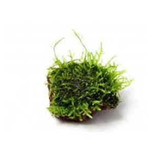 BUY 2 GET 1 FREE Christmas Moss Vesicularia Montagnei On Lava Rock Easy Live Aquarium Plants Beta fish plants image 3