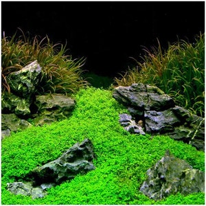May include: A close-up of a lush green carpet of aquatic plants in a fish tank. The plants are growing in a bed of dark grey rocks, with a few taller green plants in the background.