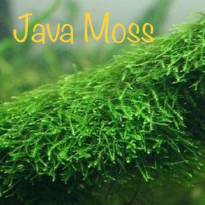 BUY 2 GET 1 FREE Java Moss Taxiphyllum Barbieri Easy Live Aquarium Plants Aquarium Moss