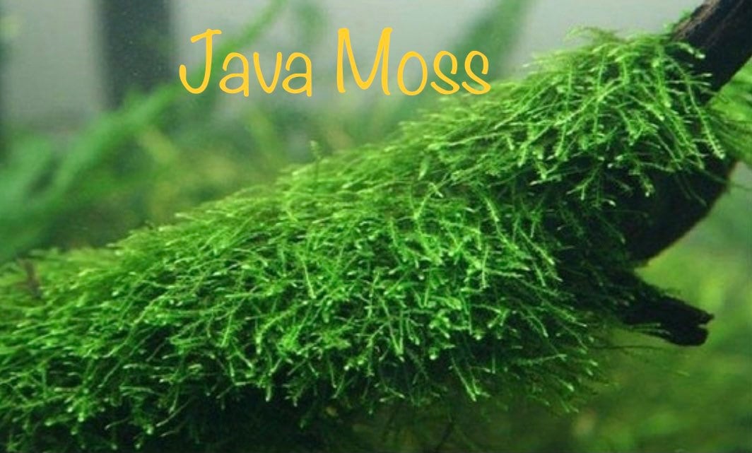 Mousse de Java - Vesicularia Dubyana : : Beauté et Parfum